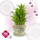 Nurturing Green Lucky Bamboo 2-layer Plant in Green Decorative Ceramic pot (Small Good-Luck Bamboo Plant Indoor for home, Tables, Office Desks) with FREE tea light for Diwali Gifting