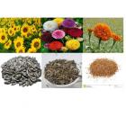 Alkarty Sunflower Zinnia and Marigold Seed (Black, Pack of 60)